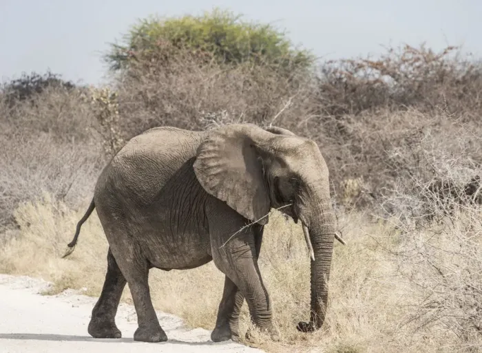 Framed Print : Young African Bush Elephant -Loxodonta africana- walking across a road, Etosha National Park, Namibia Framed Print : Young African Bush Elephant -Loxodonta africana- walking across a road, Etosha National Park, Namibia