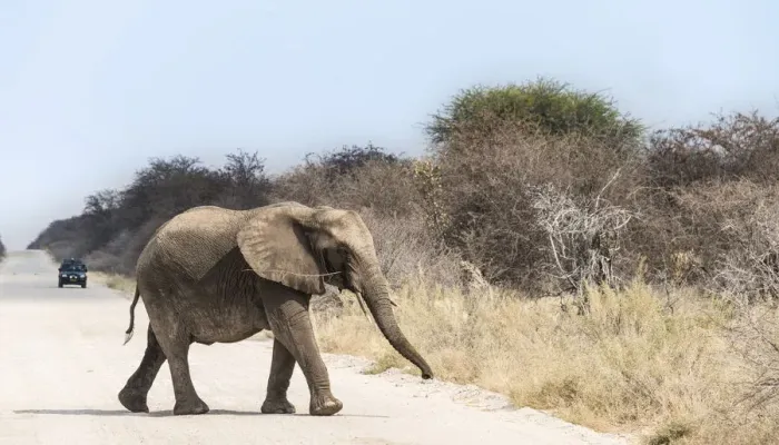 Framed Print : Young African Bush Elephant -Loxodonta africana- walking across a road, Etosha National Park, Namibia Framed Print : Young African Bush Elephant -Loxodonta africana- walking across a road, Etosha National Park, Namibia