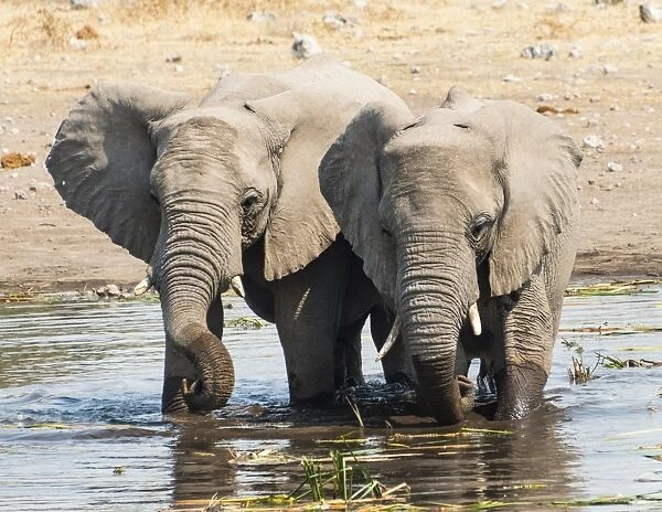 Two young African Bush Elephants -Loxodonta africana- standing beside one another in the water while drinking, Koinachas Waterhole, Etosha National Park, Namibia