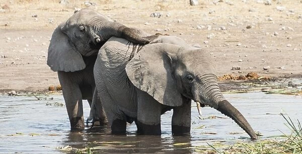 Two young African Bush Elephants -Loxodonta africana- playing in the water, Koinachas Waterhole, Etosha National Park, Namibia