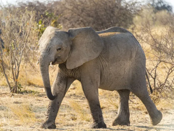 Framed Print : Young African Elephant -Loxodonta africana-, Etosha National Park, Namibia Framed Print : Young African Elephant -Loxodonta africana-, Etosha National Park, Namibia