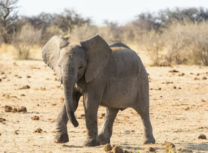 Framed Print : Young African Elephant -Loxodonta africana-, Etosha National Park, Namibia Framed Print : Young African Elephant -Loxodonta africana-, Etosha National Park, Namibia