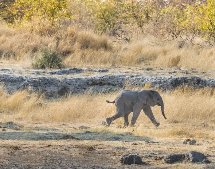 Framed Print : Young African Elephant -Loxodonta africana-, calf walking near the Nuamses waterhole, Etosha National Park, Namibia Framed Print : Young African Elephant -Loxodonta africana-, calf walking near the Nuamses waterhole, Etosha National Park, Namibia
