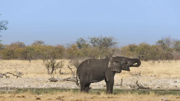 Framed Print : Young African Elephant -Loxodonta africana- drinking, Rietfontein waterhole, Etosha National Park, Namibia Framed Print : Young African Elephant -Loxodonta africana- drinking, Rietfontein waterhole, Etosha National Park, Namibia