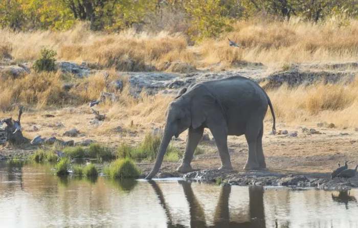 Framed Print : Young African Elephant -Loxodonta africana- drinking at the Nuamses waterhole, Etosha National Park, Namibia Framed Print : Young African Elephant -Loxodonta africana- drinking at the Nuamses waterhole, Etosha National Park, Namibia