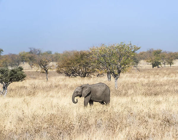 Young African Elephant -Loxodonta africana- moves through dry bushland, Etosha National Park, Namibia