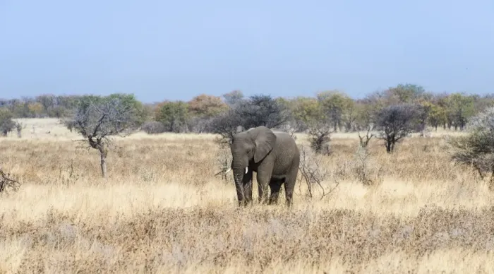 Framed Print : Young African Elephant -Loxodonta africana- moves through dry bushland, Etosha National Park, Namibia Framed Print : Young African Elephant -Loxodonta africana- moves through dry bushland, Etosha National Park, Namibia