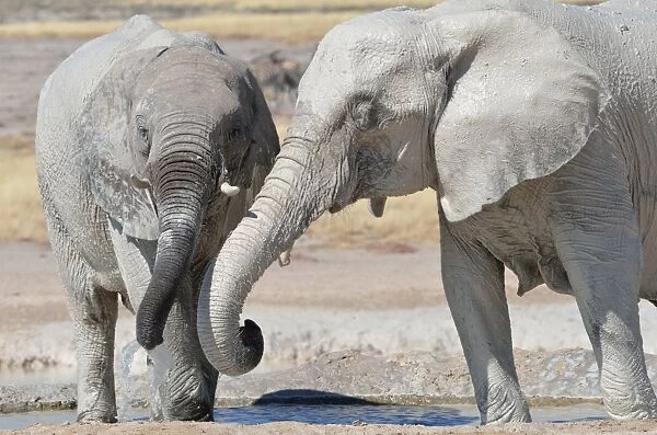 Two young African Elephants -Loxodonta africana-, covered in mud, drinking at Newbroni waterhole, Etosha National Park, Namibia