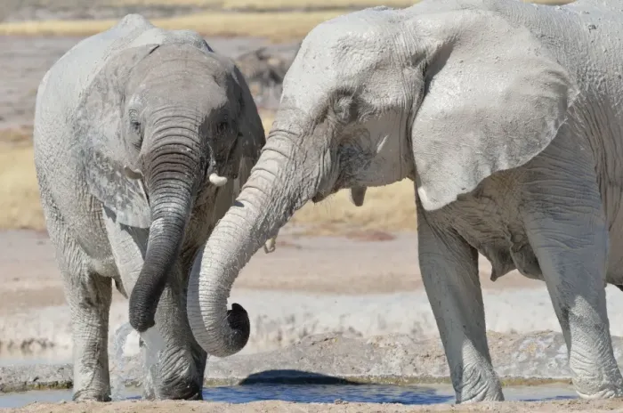 Framed Print : Two young African Elephants -Loxodonta africana-, covered in mud, drinking at Newbroni waterhole, Etosha National Park, Namibia Framed Print : Two young African Elephants -Loxodonta africana-, covered in mud, drinking at Newbroni waterhole, Etosha National Park, Namibia