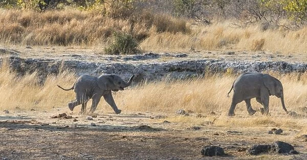 Two young African Elephants -Loxodonta africana-, calves walking near the Nuamses waterhole, Etosha National Park, Namibia