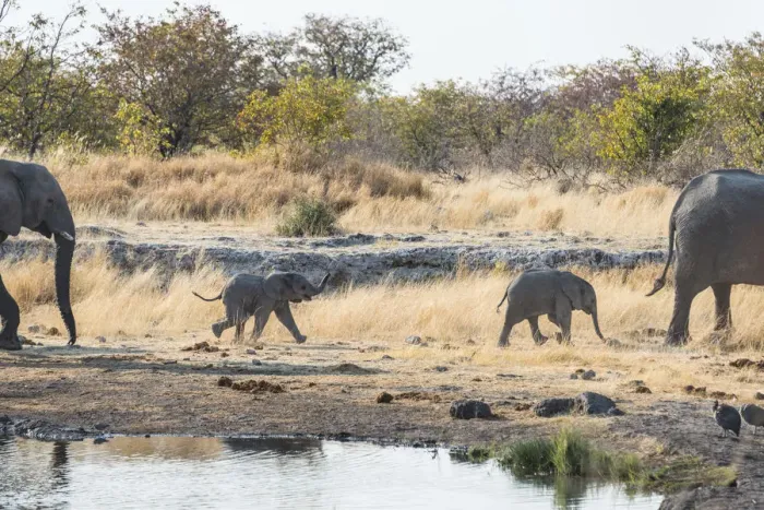 Framed Print : Two young African Elephants -Loxodonta africana-, calves walking near the Nuamses waterhole, Etosha National Park, Namibia Framed Print : Two young African Elephants -Loxodonta africana-, calves walking near the Nuamses waterhole, Etosha National Park, Namibia