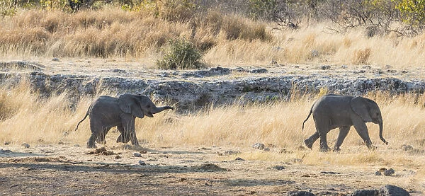 Two young African Elephants -Loxodonta africana-, calves walking near the Nuamses waterhole, Etosha National Park, Namibia