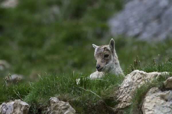 Young Alpine Ibex -Capra ibex-, Graubuenden, Switzerland