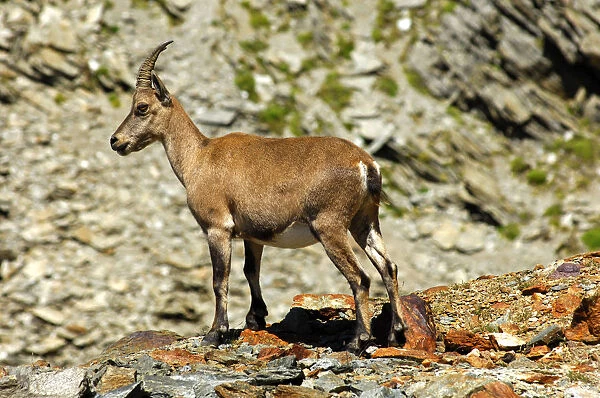 Young Alpine ibex (Capra ibex) in the scree, Savoy Alps, France, Europe
