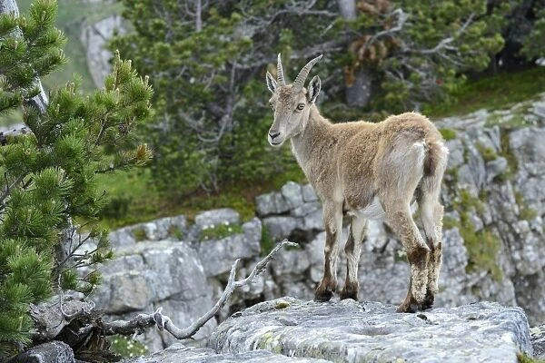 Young Alpine Ibex -Capra ibex- standing on a rock slab, Bernese Oberland, Canton of Bern, Switzerland