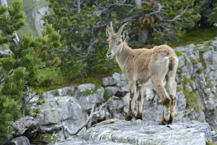 Framed Print : Young Alpine Ibex -Capra ibex- standing on a rock slab, Bernese Oberland, Canton of Bern, Switzerland Framed Print : Young Alpine Ibex -Capra ibex- standing on a rock slab, Bernese Oberland, Canton of Bern, Switzerland