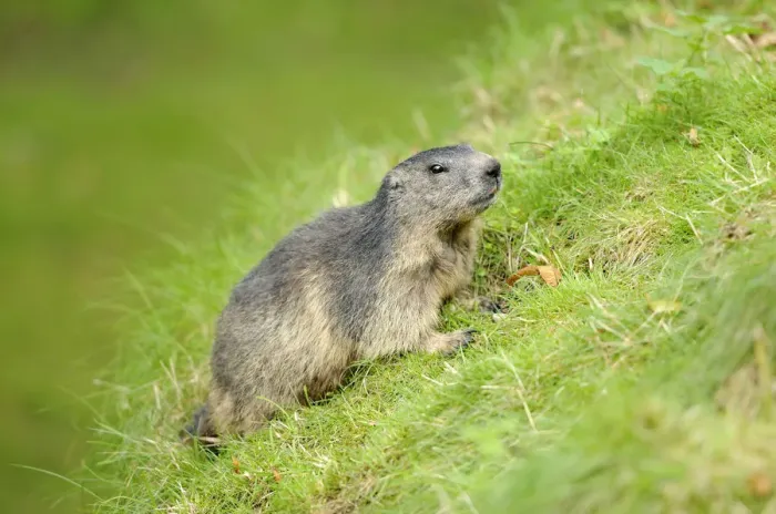 Framed Print : Young Alpine Marmot (Marmota marmota)
