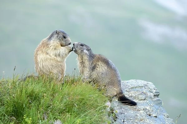 Young Alpine Marmot -Marmota marmota- begging for food, Grossglockner, Hohe Tauern National Park, Tyrol, Austria