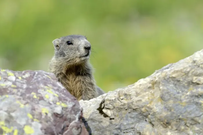 Framed Print : Young Alpine Marmot -Marmota marmota- looking over a rock, Grisons, Switzerland, Europe