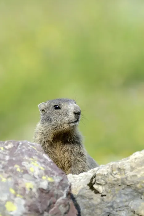 Framed Print : Young Alpine Marmot -Marmota marmota- looking over a rock, Grisons, Switzerland, Europe Framed Print : Young Alpine Marmot -Marmota marmota- looking over a rock, Grisons, Switzerland, Europe