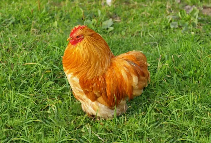 Framed Print : Young Appenzeller cock, Appenzell, Switzerland, Europe Framed Print : Young Appenzeller cock, Appenzell, Switzerland, Europe