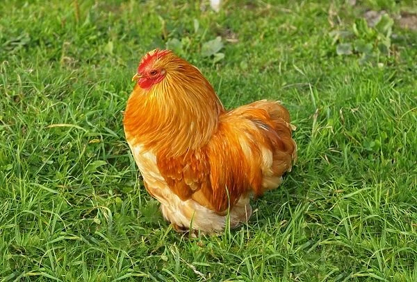 Young Appenzeller cock, Appenzell, Switzerland, Europe