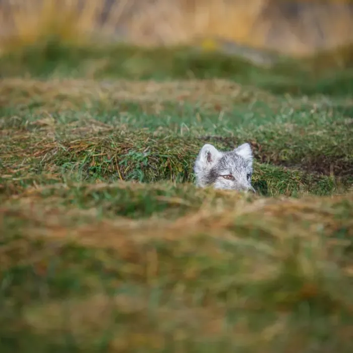 Framed Print : Young Arctic Fox, Iceland Framed Print : Young Arctic Fox, Iceland
