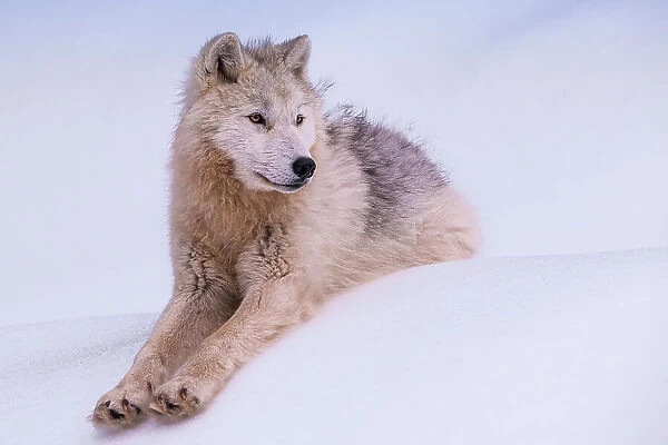 Young Arctic Wolf