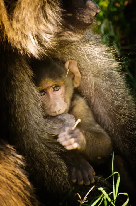 Framed Print : Young Baboon Framed Print : Young Baboon