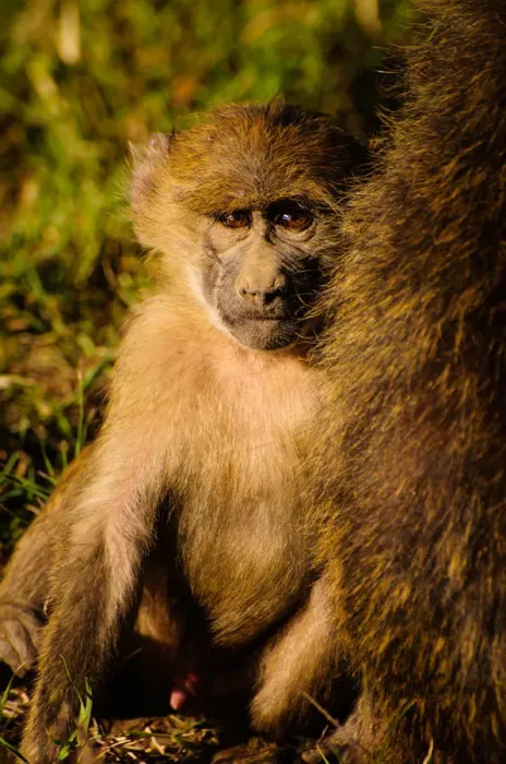 Framed Print : Young Baboon Framed Print : Young Baboon