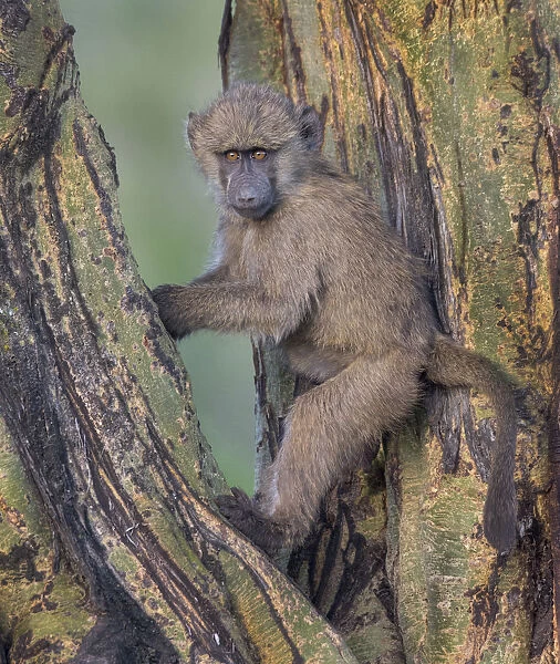 young baboon at sunset