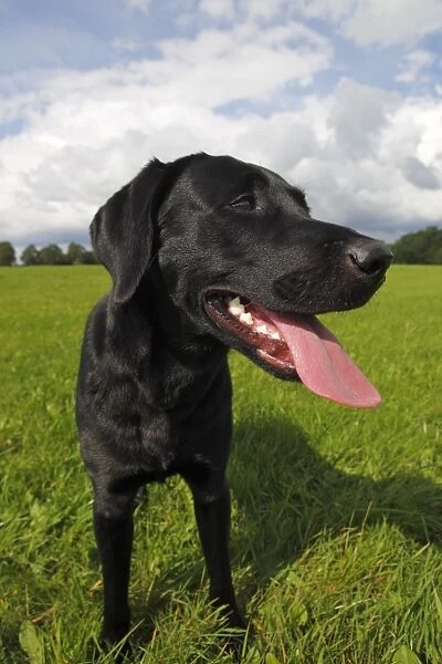 Young black Labrador Retriever dog (Canis lupus familiaris) portrait, male, domestic dog