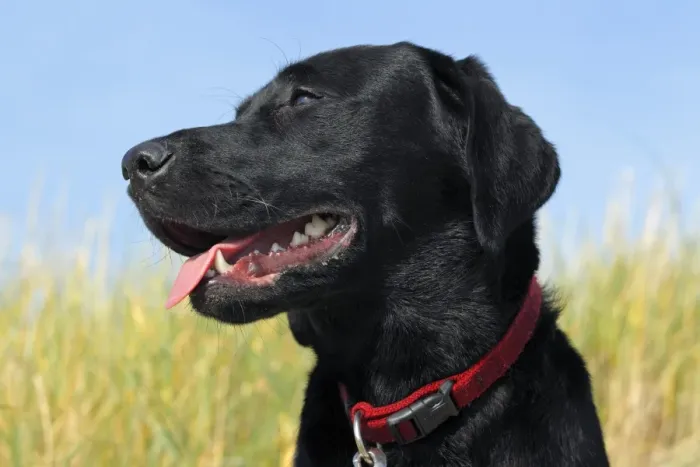 Framed Print : Young black Labrador Retriever dog (Canis lupus familiaris), portrait, male, domestic dog Framed Print : Young black Labrador Retriever dog (Canis lupus familiaris), portrait, male, domestic dog