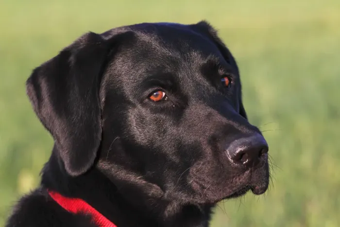 Framed Print : Young black Labrador Retriever dog (Canis lupus familiaris) portrait one-year-old male Framed Print : Young black Labrador Retriever dog (Canis lupus familiaris) portrait one-year-old male