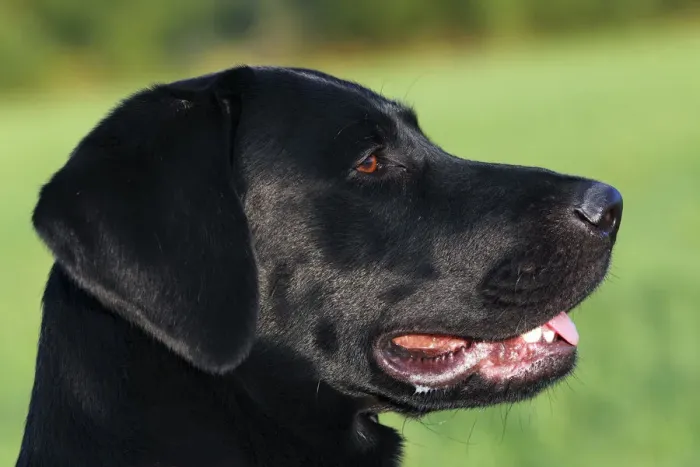Framed Print : Young black Labrador Retriever dog (Canis lupus familiaris) portrait one-year-old male Framed Print : Young black Labrador Retriever dog (Canis lupus familiaris) portrait one-year-old male
