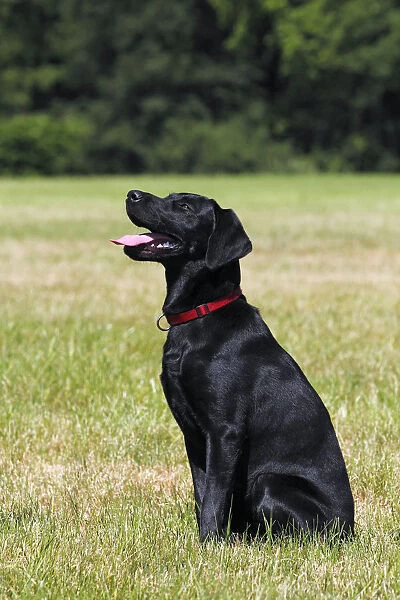 Young black Labrador Retriever dog, sitting, male, short-haired type, domestic dog, obedience training, dog training