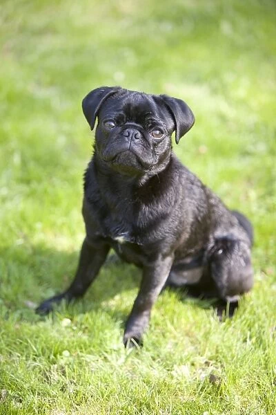 Young black male pug