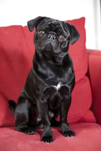 Young black pug sitting a red sofa available as Framed Prints, Photos, Wall and Photo Gifts #12533519