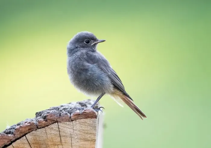 Framed Print : Young black redstart (Phoenicurus ochruros), Hesse, Germany Framed Print : Young black redstart (Phoenicurus ochruros), Hesse, Germany