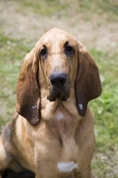 Young bloodhound, St. Hubert hound or Sleuth Hound, female, portrait