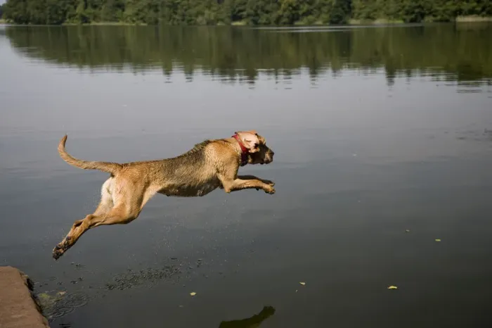 Framed Print : Young bloodhound, St. Hubert hound or Sleuth Hound, female dog jumps into the water Framed Print : Young bloodhound, St. Hubert hound or Sleuth Hound, female dog jumps into the water