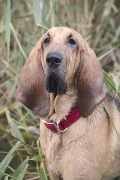 Framed Print : Young bloodhound, St. Hubert hound or Sleuth Hound, female, portrait Framed Print : Young bloodhound, St. Hubert hound or Sleuth Hound, female, portrait