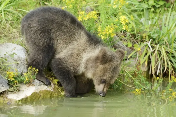 Framed Print : Young Brown Bear -Ursus arctos-, drinking, captive, Wildlife Park Langenberg, Langnau am Albis, Canton of Zurich, Switzerland Framed Print : Young Brown Bear -Ursus arctos-, drinking, captive, Wildlife Park Langenberg, Langnau am Albis, Canton of Zurich, Switzerland