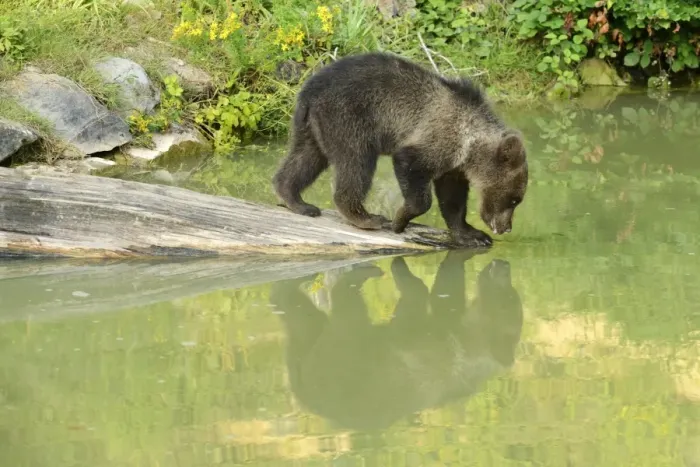 Framed Print : Young Brown Bear -Ursus arctos-, drinking, with its reflection in the water, captive, Wildlife Park Langenberg, Langnau am Albis, Canton of Zurich, Switzerland Framed Print : Young Brown Bear -Ursus arctos-, drinking, with its reflection in the water, captive, Wildlife Park Langenberg, Langnau am Albis, Canton of Zurich, Switzerland