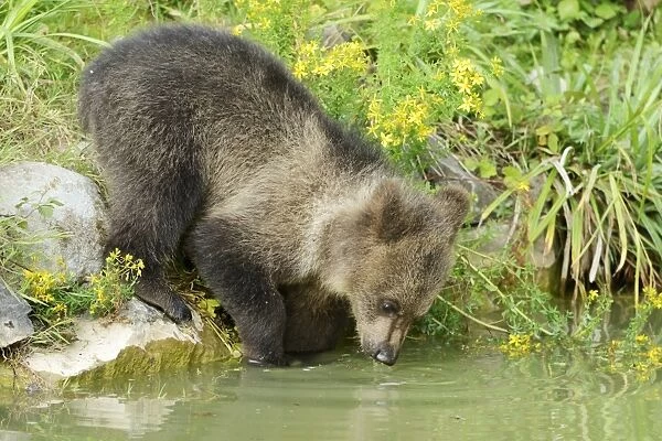 Young Brown Bear -Ursus arctos-, drinking, captive, Wildlife Park Langenberg, Langnau am Albis, Canton of Zurich, Switzerland