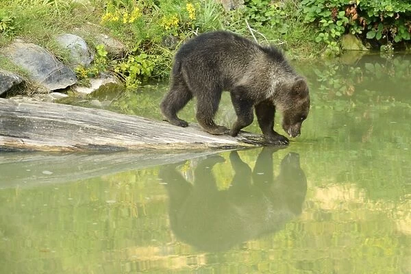 Young Brown Bear -Ursus arctos-, drinking, with its reflection in the water, captive, Wildlife Park Langenberg, Langnau am Albis, Canton of Zurich, Switzerland