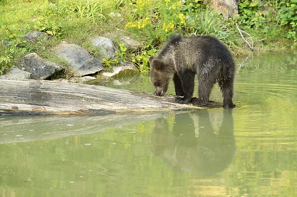 Young Brown Bear -Ursus arctos- with its reflection in the water, captive, Wildlife Park Langenberg, Langnau am Albis, Canton of Zurich, Switzerland