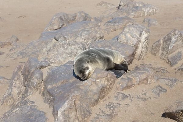 Young Brown Fur Seal or Cape Fur Seal -Arctocephalus pusillus- sleeping on a rock, Dorob National Park, Cape Cross, Namibia