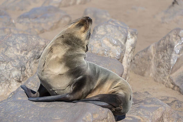Young Brown Fur Seal or Cape Fur Seal -Arctocephalus pusillus- sitting on a rock, Dorob National Park, Cape Cross, Namibia