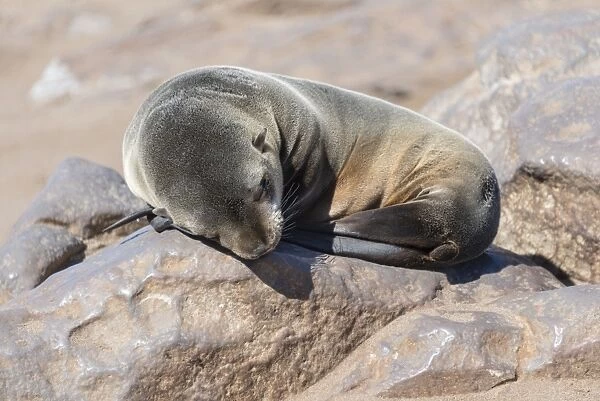 Young Brown Fur Seal or Cape Fur Seal -Arctocephalus pusillus- sleeping on a rock, Dorob National Park, Cape Cross, Namibia